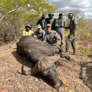 Buffalo Bull Hunt Zimbabwe