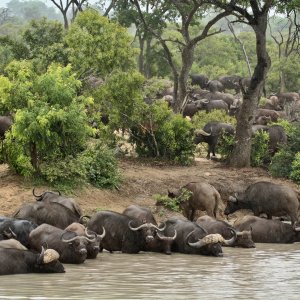 Buffalo Herd Tanzania