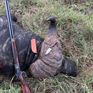 Buffalo Hunt Zimbabwe