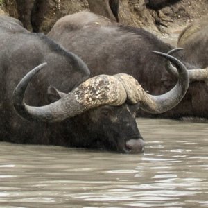 Buffalo Tanzania