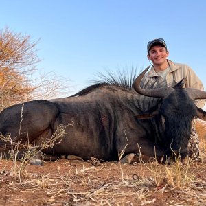 Black Wildebeest Hunt Namibia