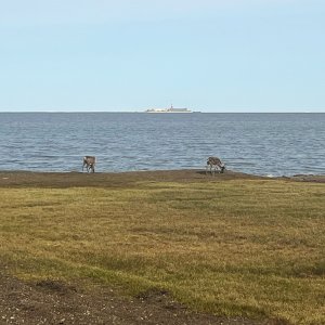 Caribou On The Shore Of The Beaufort Sea