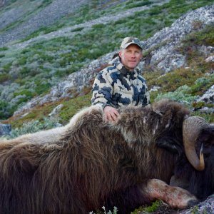 Greenland Muskox Bow Hunt