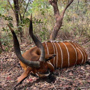 Bongo Hunt Central African Republic C.A.R.