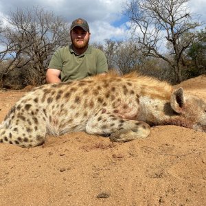 Spotted Hyena Hunt Limpopo South Africa