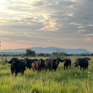 Buffalo Bulls Limpopo South Africa