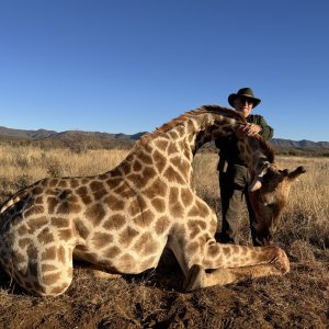 Giraffe Hunting Namibia | AfricaHunting.com