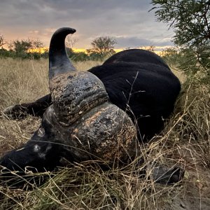 Cape Buffalo Hunt South Africa