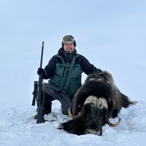 Muskox Hunt Greenland