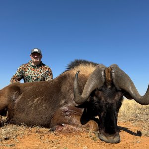 Black Wildebeest Hunt South Africa