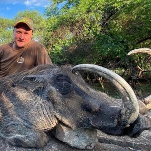 Huge Tusks Warthog Hunt South Africa