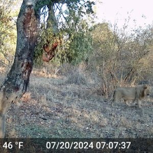 Lion Trail Camera Zimbabwe