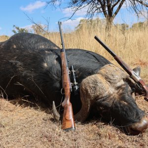 Buffalo Hunt South Africa