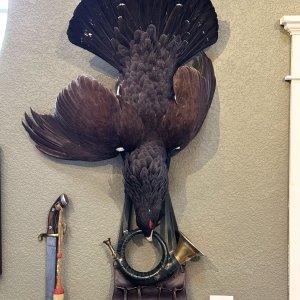 Austrian Capercaillie Full Mount Taxidermy