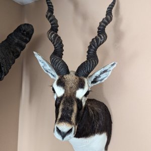 Blackbuck Shoulder Mount Taxidermy