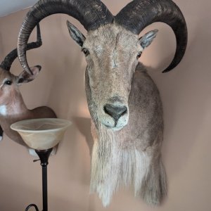 Texas Aoudad Shoulder Mount Taxidermy