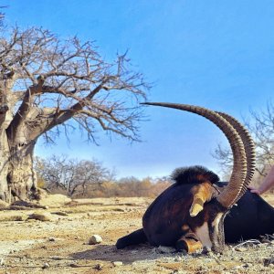 Sable Hunt Limpopo South Africa