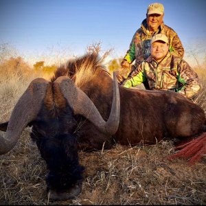 Black Wildebeest Hunt South Africa