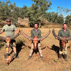 Water Buffalo Trophy Hunt Australia