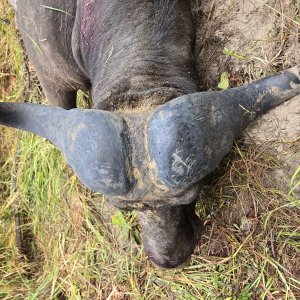 Media 'Buffalo Hunting Tanzania' in category 'Hunting Africa'