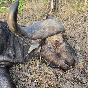 Buffalo Hunting Tanzania