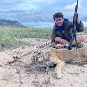 Bobcat Hunt Texas