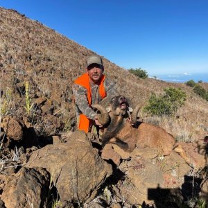 Mouflon Hunt Hawaii