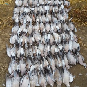 Eurasian Collared-Dove Hunt Wyoming