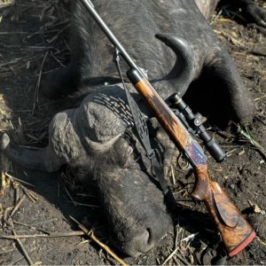 Buffalo Hunt Namibia