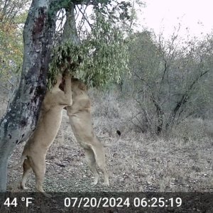 Lion Trail Camera