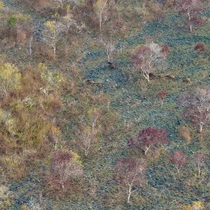 Sky View Forest Buffalo Herd Congo