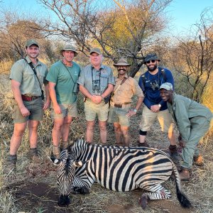 Zebra Hunt South Africa