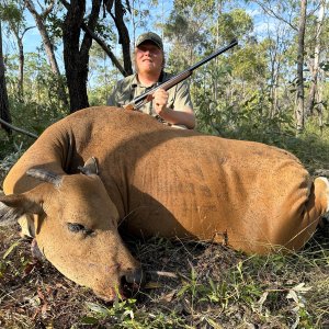 Banteng Hunt Australia