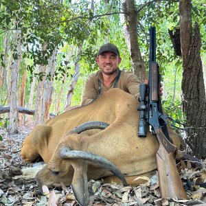 Banteng Cow Hunt Australia