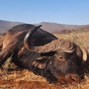 Buffalo Hunt South Africa