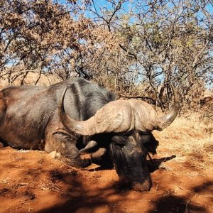 Buffalo Hunt South Africa