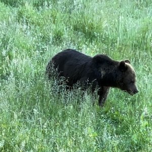 Brown Bear Romania