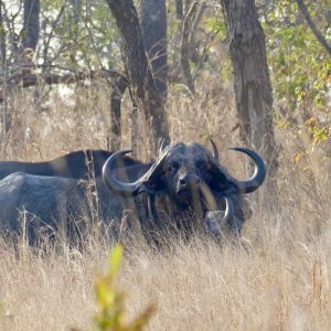 Buffalo Mozambique