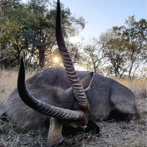 Media 'Waterbuck Hunt South Africa' in category 'Hunting Africa'