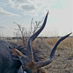 Nyala Hunt South Africa