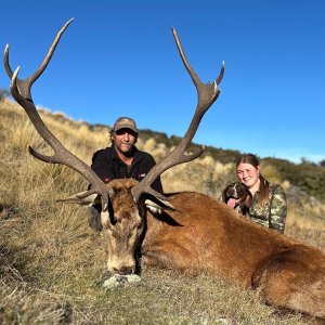 Free range low fence Red Stag- New Zealand