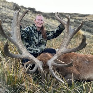 Red stag New Zealand