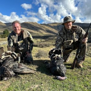 Turkey Hunting New Zealand