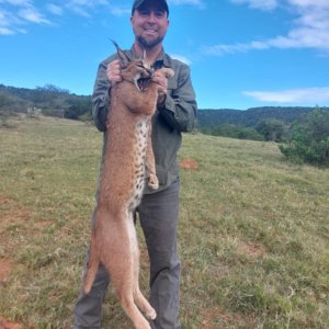 Caracal Hunt Eastern Cape South Africa