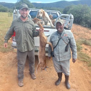 Caracal Hunt Eastern Cape South Africa