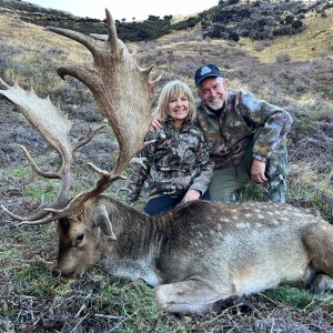 Fallow Deer Hunt New Zealand