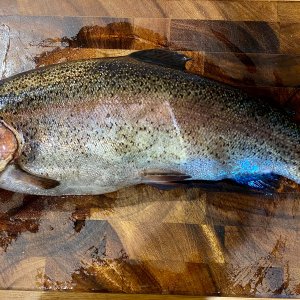 Fishing Rainbow Trout