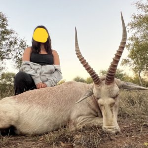 White Blesbok Hunt South Africa