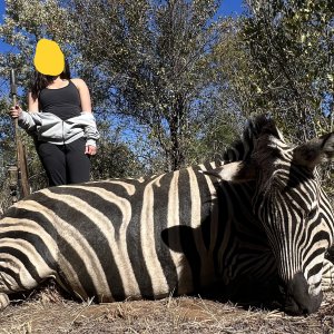 Zebra Hunt South Africa