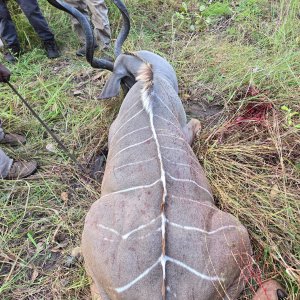 Kudu Hunt Tanzania